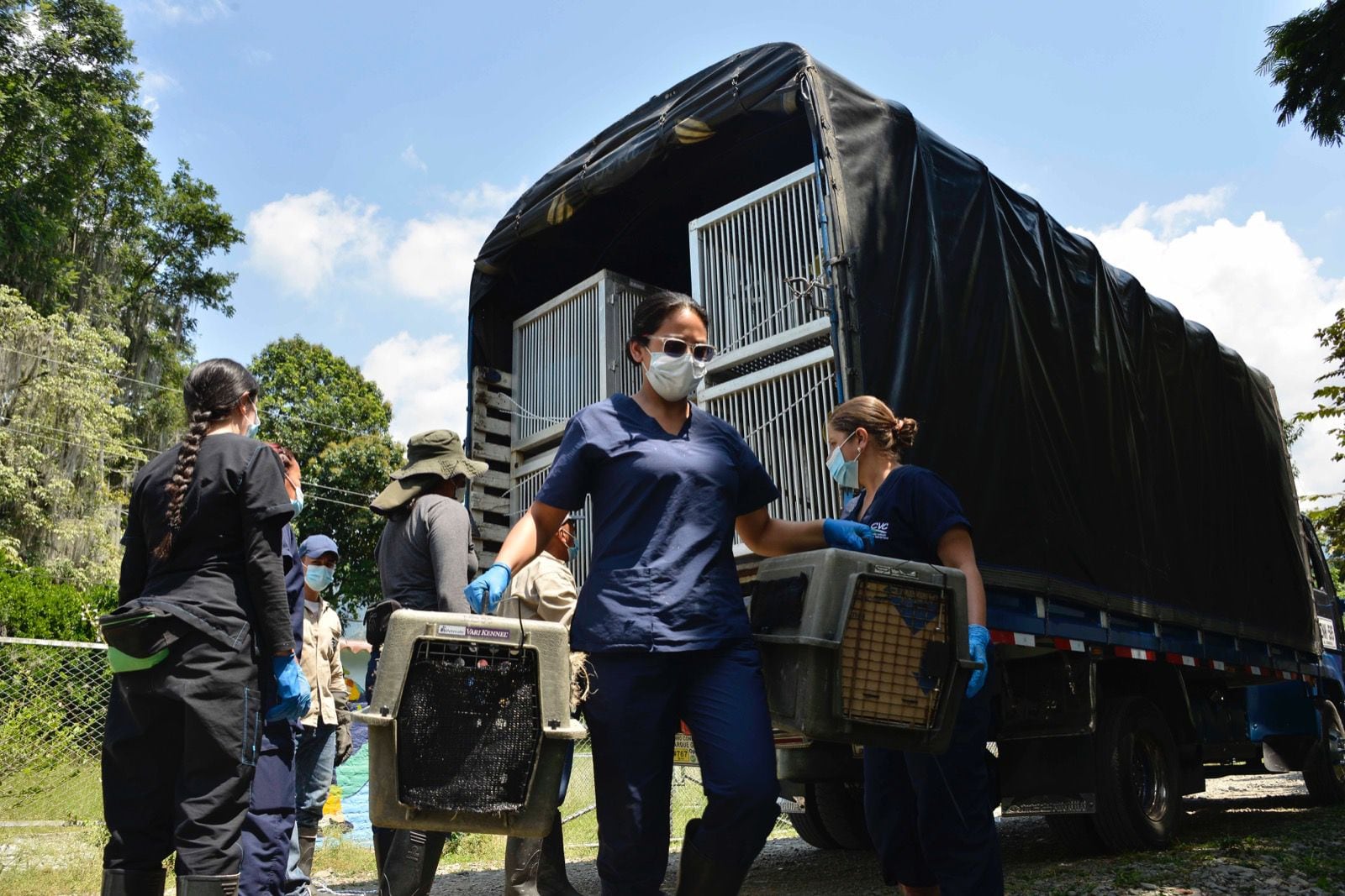 Fueron necesarios cinco camiones para sacar los monos del centro de investigación.