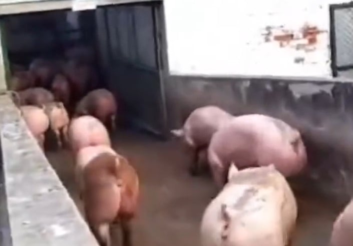 Los animales fueron devueltos a sus dueños.