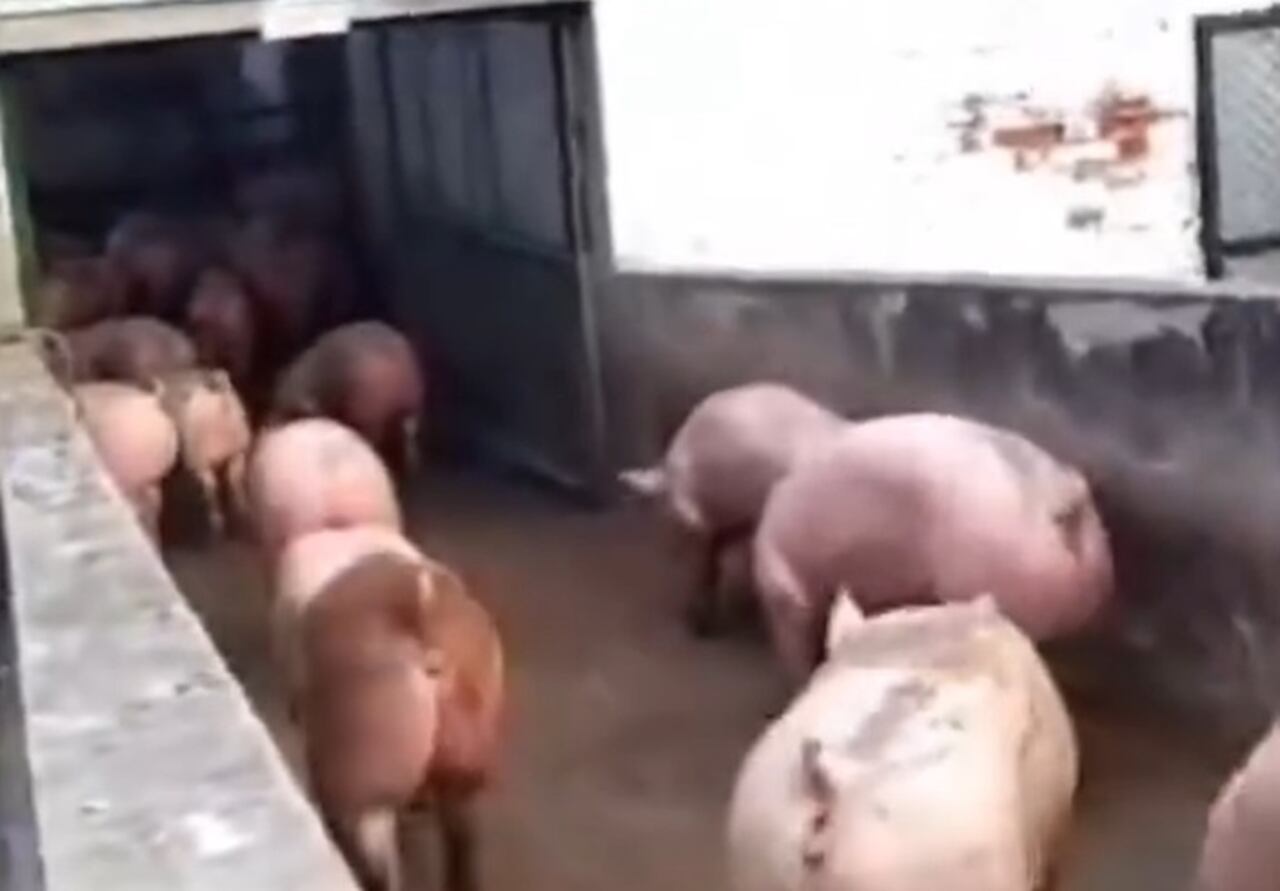 Los animales fueron devueltos a sus dueños.