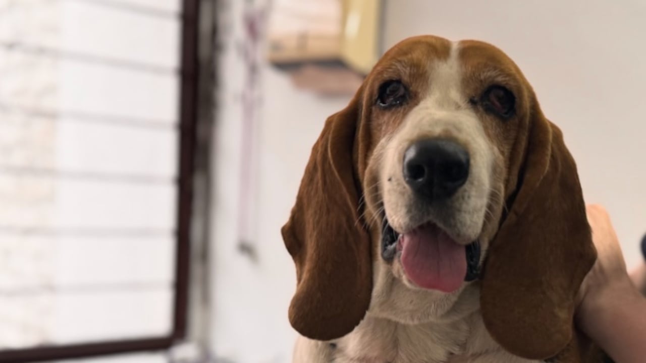 Júpiter, el perro que fue abandonado por tener cáncer.