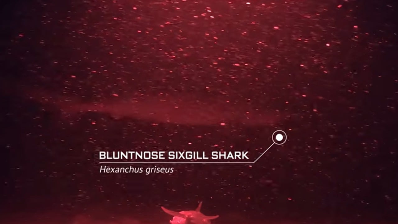 Una cámara submarina grabó a un extraño tiburón ancestral en las profundidades del océano.