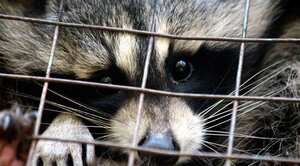 Por medio de una carta, WWF solicita el cierre de mercados de fauna silvestre. Foto: Pixabay.