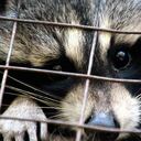 Por medio de una carta, WWF solicita el cierre de mercados de fauna silvestre. Foto: Pixabay.