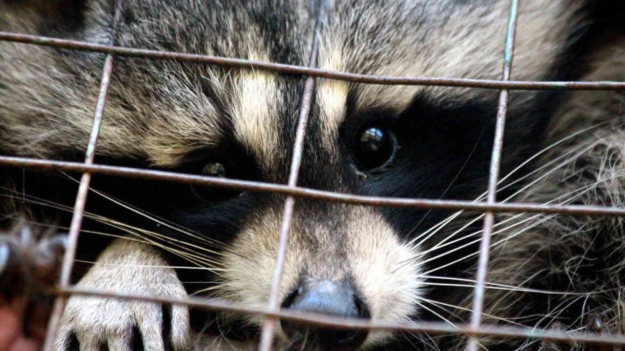 En las redes sociales mostrarán cómo estaban quemando vivo a un mapache.
