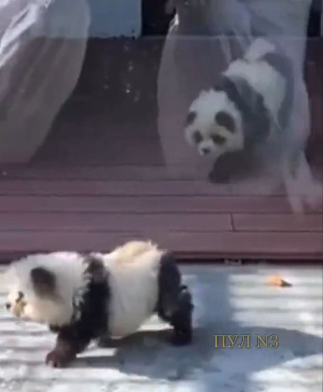 Los representantes del zoológico afirmaron que “mucha gente viene a visitar” a los “perros panda”, lo que obliga a los visitantes a esperar en largas filas.