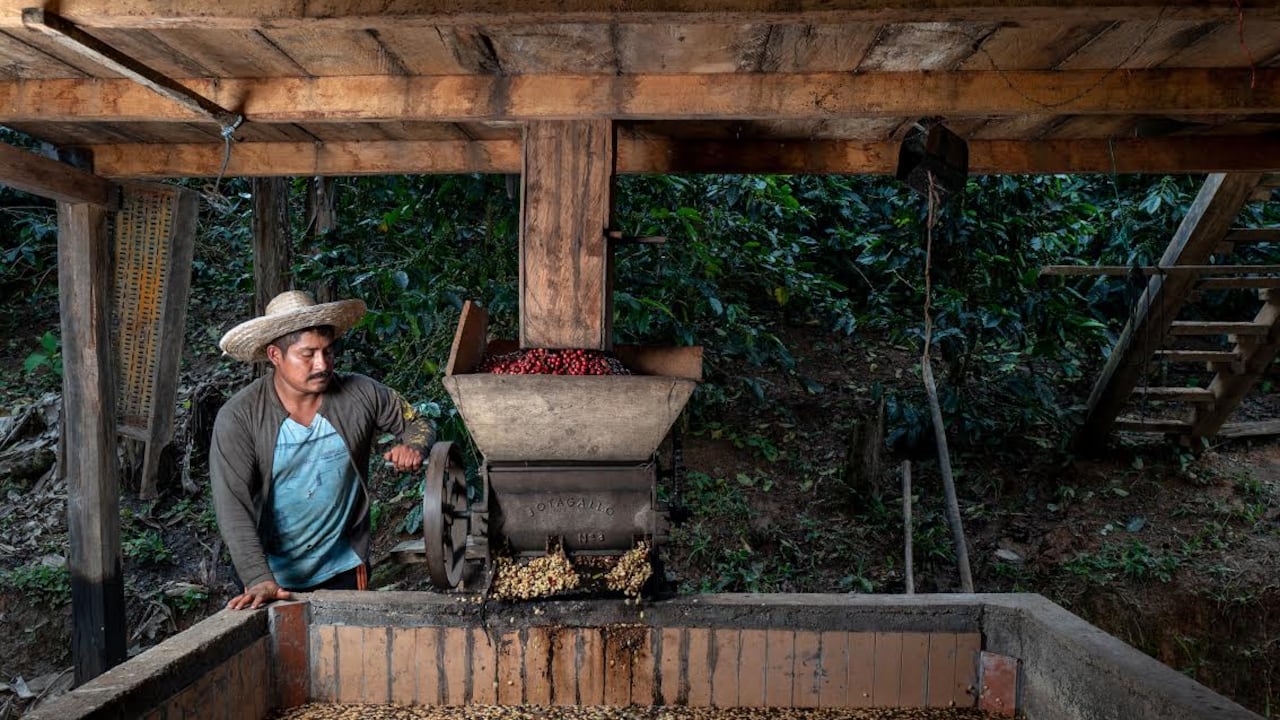 Cuando el café revive la historia y devuelve la esperanza