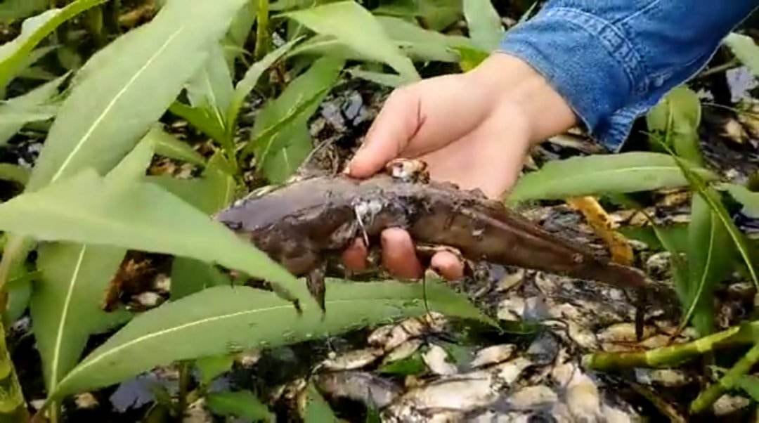 Hay varias especies de peces.