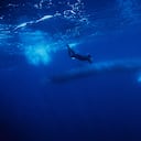 Rorcual común (*Balaenoptera physalus*) con un buceador, isla de Pico, Azores, Portugal