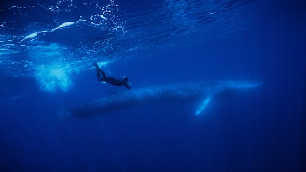Rorcual común (*Balaenoptera physalus*) con un buceador, isla de Pico, Azores, Portugal