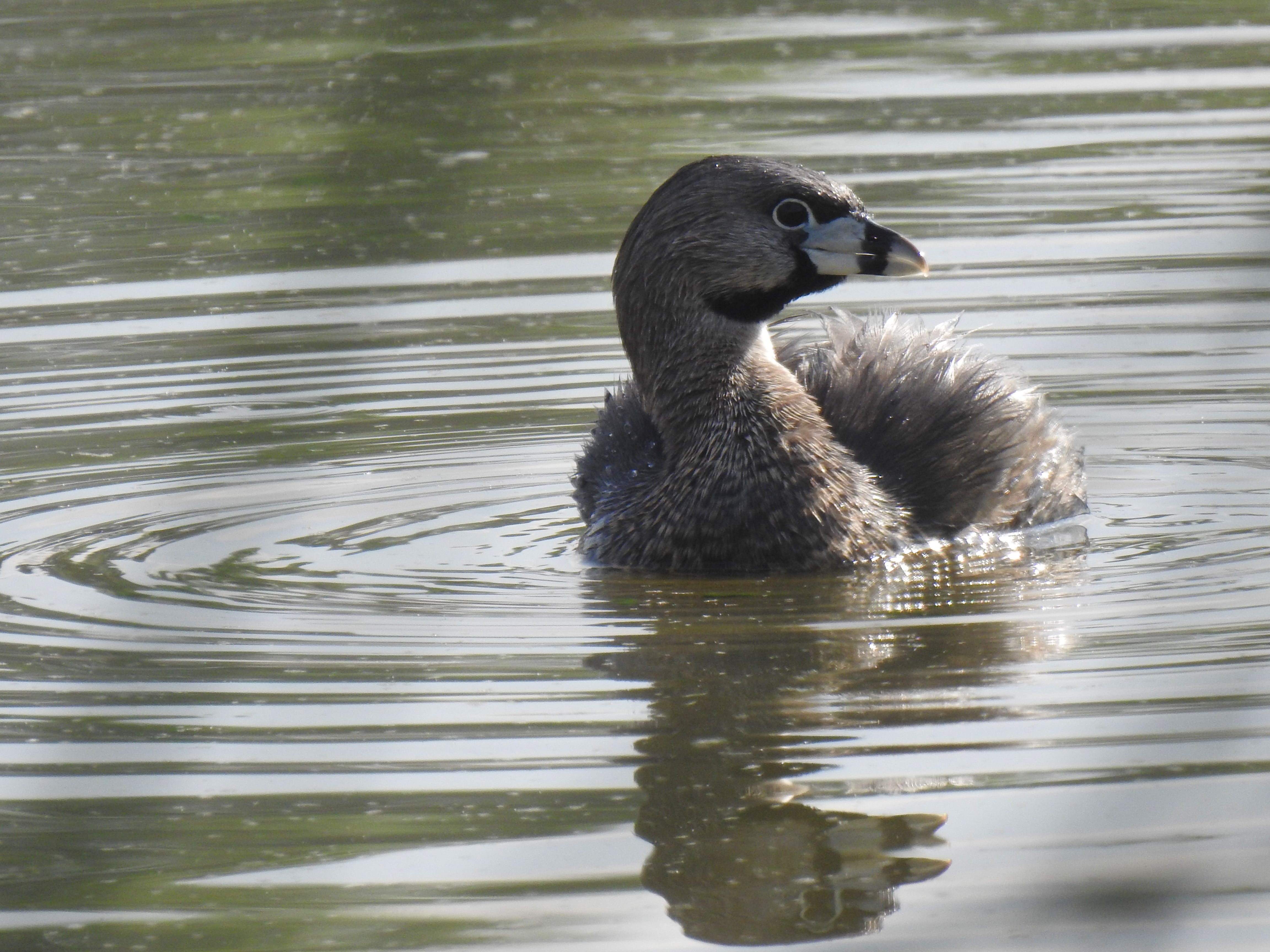 Podilymbus podiceps, Zambullidor