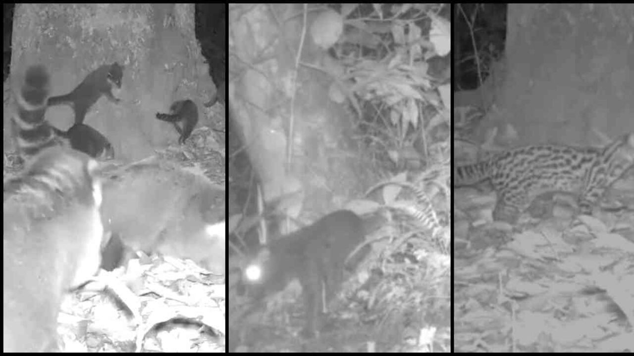 La biodiversidad sigue dando muestras en el Valle del Cauca. Fotos: CVC.