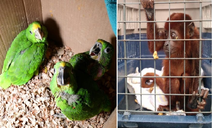 Los operativos fueron desarrollados en varios departamentos del país.