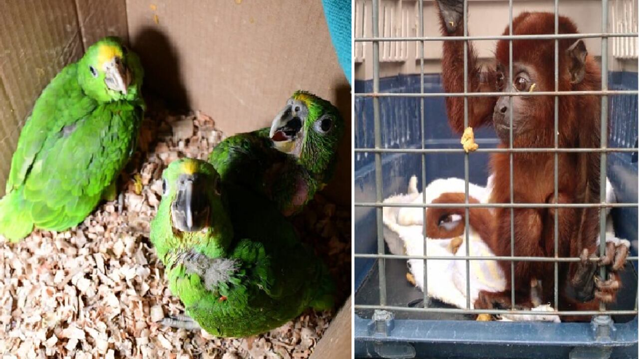 Los operativos fueron desarrollados en varios departamentos del país.