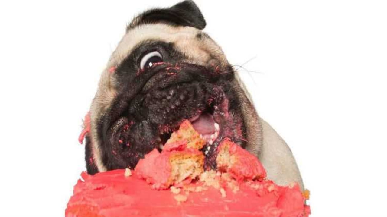 Las tortas fueron realizadas por Barkday Paw-tay