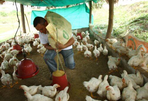 Las granjas avícolas deben seguir una serie de medidas de bioseguridad para mitigar los riesgos de la gripe aviar.