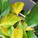 El potus o photos es una planta que, según el Feng Shui, puede alejar el dinero.