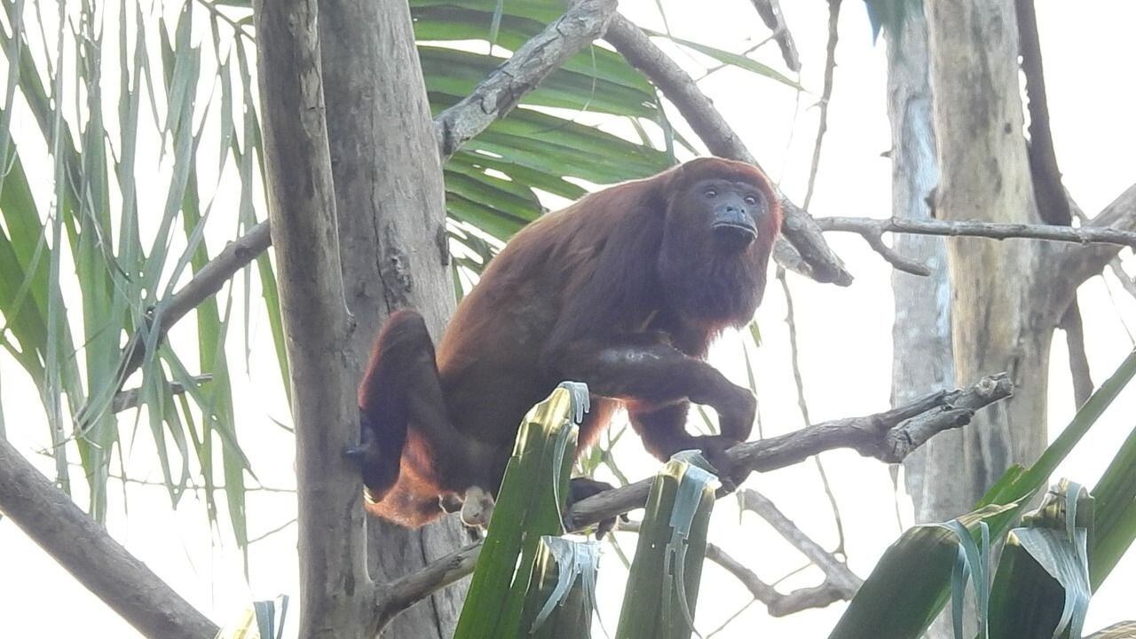 Animales liberados en Colombia
