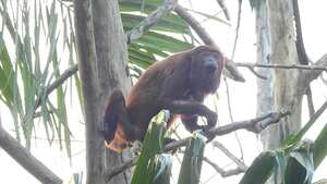 Son diversas las especies de animales que se trafican en el país.