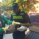 La Policía logró rescatar un búho que resultó afectado por las fuertes llamas.