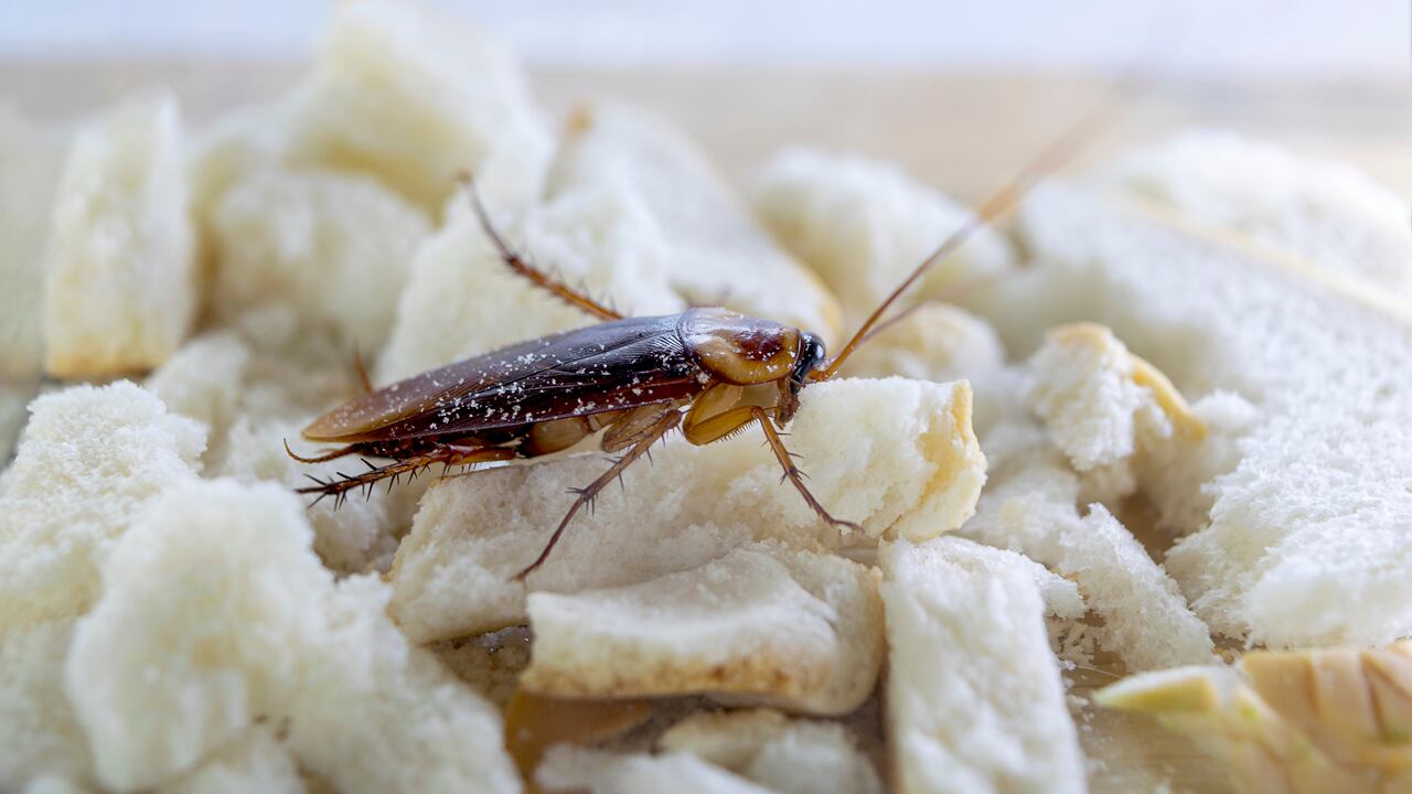 Las cucarachas aparecen con frecuencia en la cocina.