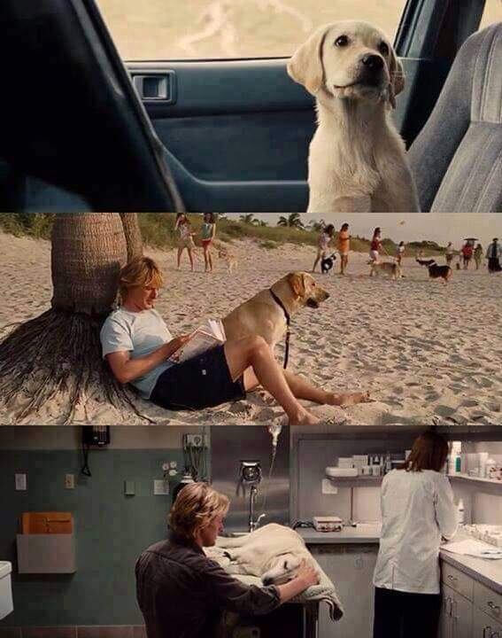 La partida de Marley, según ChatGPT, toca un nervio sensible en los espectadores que han compartido su vida con una mascota.