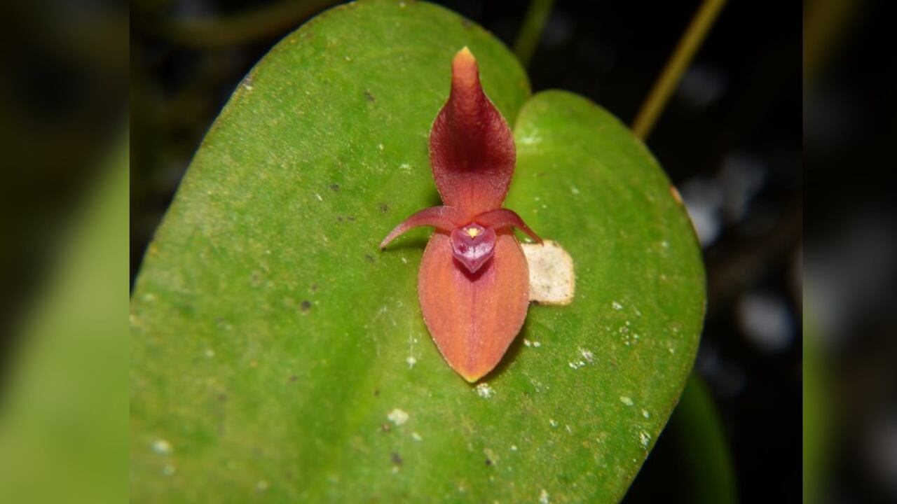 La nueva orquídea fue llamada como Pleurothallis villahermosae, en reconocimiento al municipio de Villahermosa, donde fue encontrada.