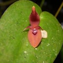 La nueva orquídea fue llamada como Pleurothallis villahermosae, en reconocimiento al municipio de Villahermosa, donde fue encontrada.