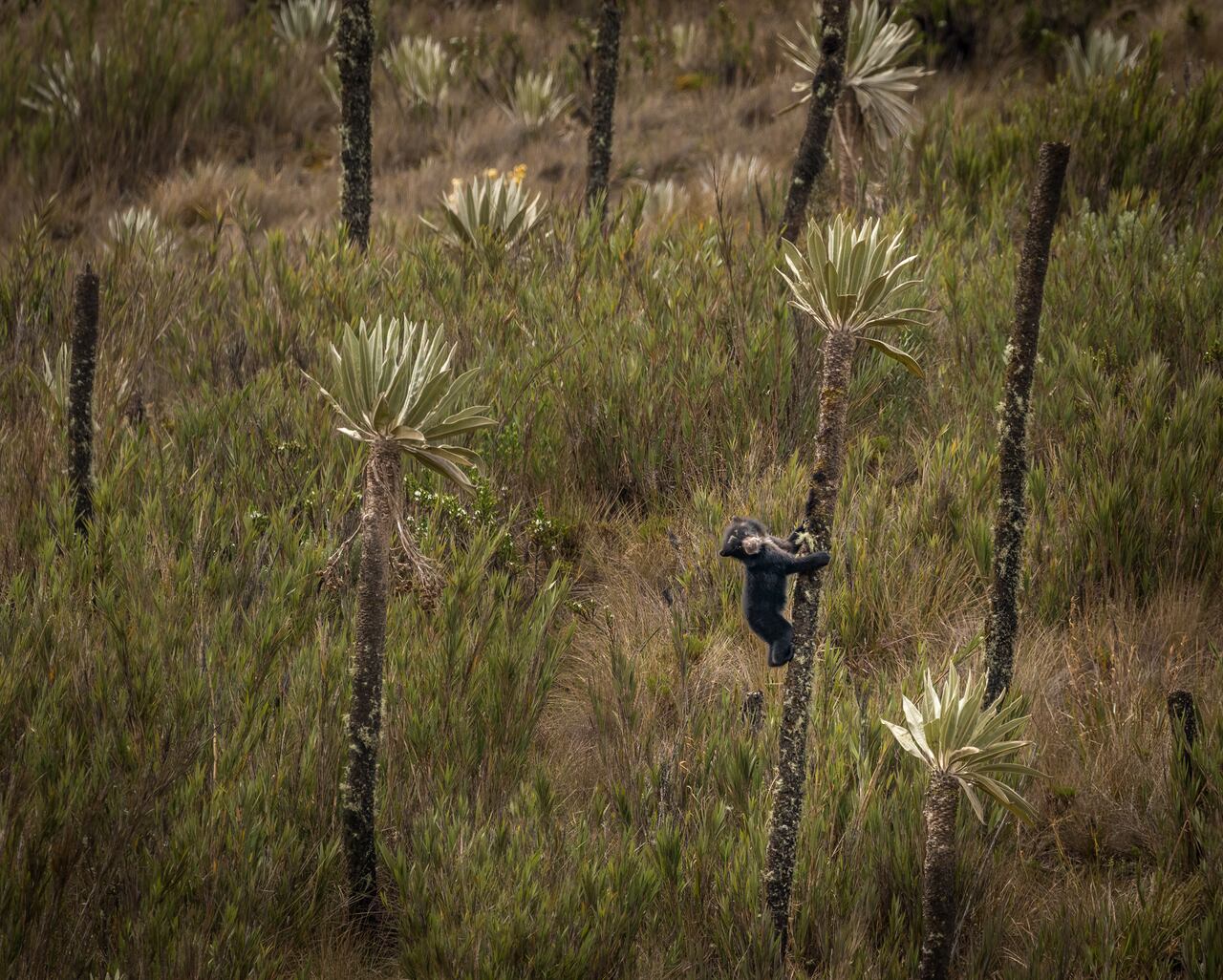 Estos osos simbolizan la rica biodiversidad de la región andina.