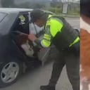 Las dos vacas halladas en el automóvil.