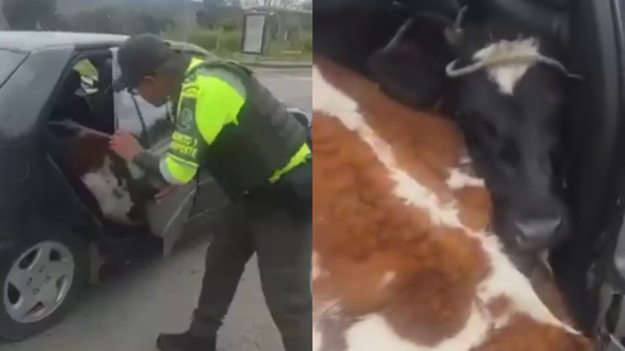 Las dos vacas halladas en el automóvil.