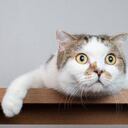 A los gatos siempre parece haberlos acompañado la mala fama.