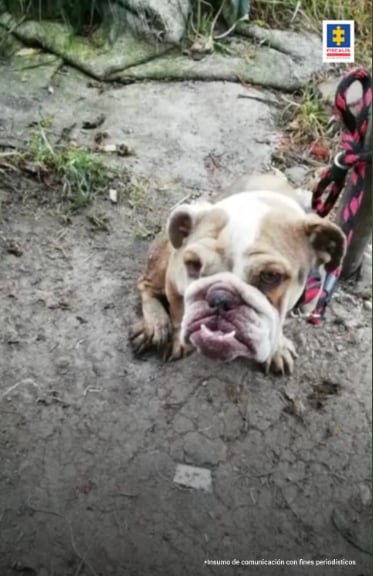 Condena mujer fundación animal