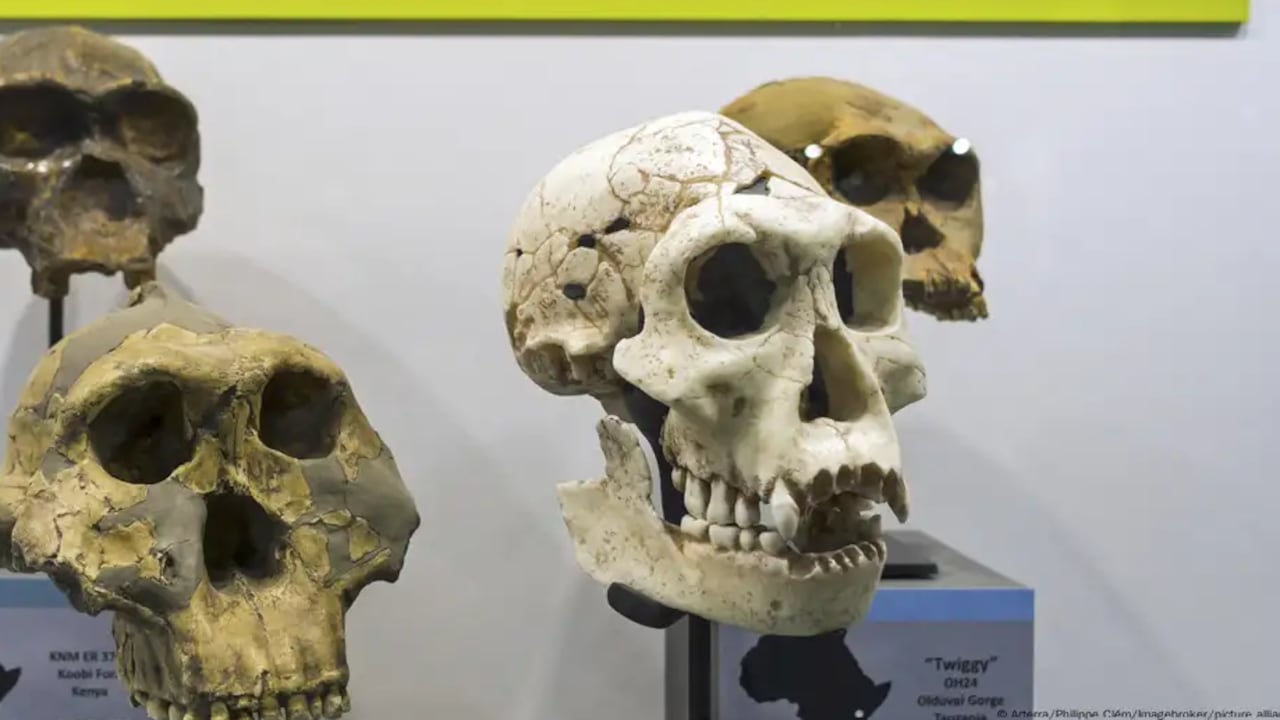 Esto significaría que nuestro origen se remonta al menos 400.000 años antes de lo que se creía, e incluso antes.