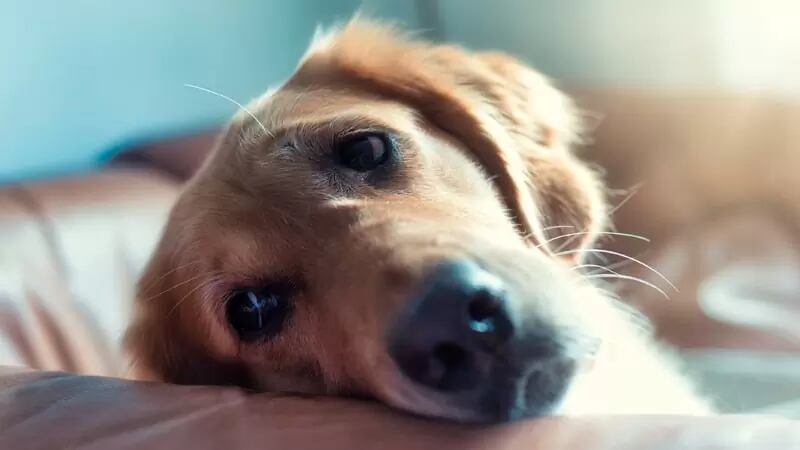 Retiran del mercado popular snack para perros por riesgo de Salmonella