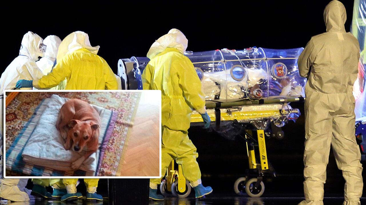 Excálibur, el perro de la Teresa R. R. y Javier L. R.