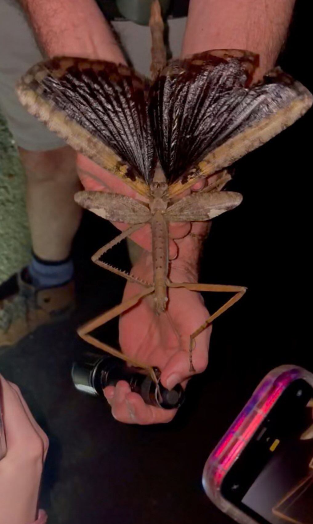 Investigadores encontraron un insecto gigante que vive oculto en lo alto de los árboles de Queensland.