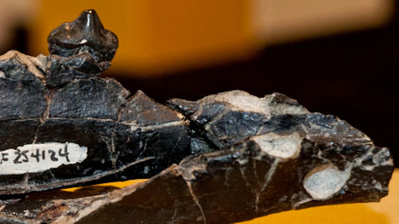 A diferencia de sus parientes, el fósil del camello encontrado no tiene joroba.