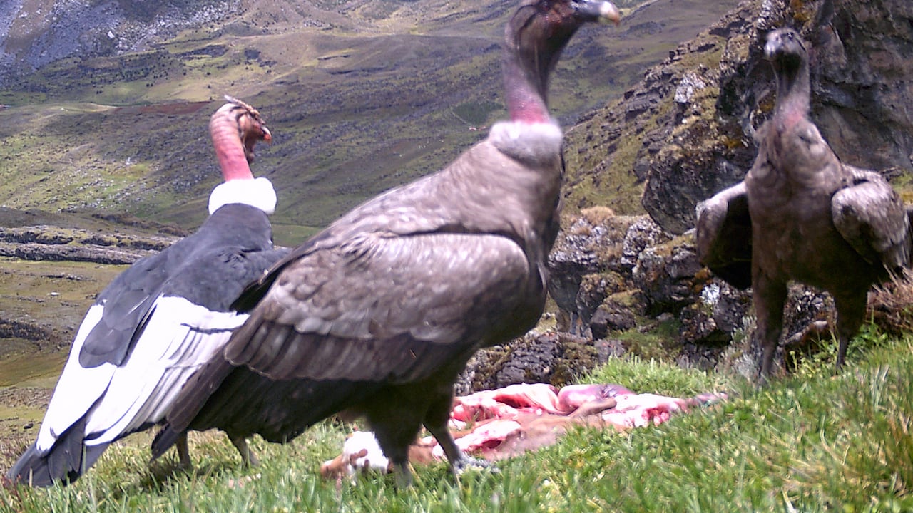 Los cóndores están en peligro de extinción. (Photo by Handout / Fundacion Jaime Duque / AFP) /