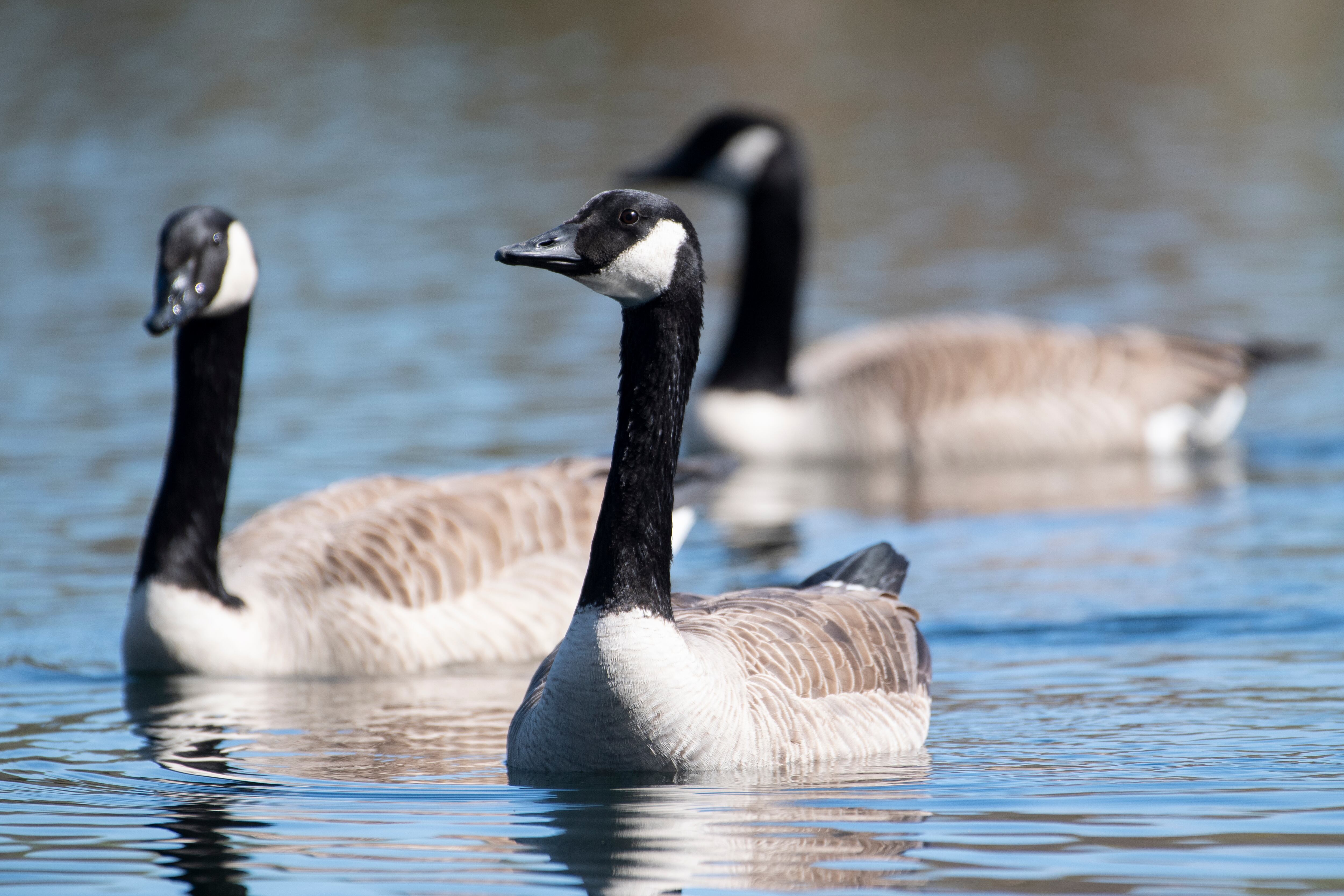 Para la producción de un abrigo se necesitan 7 gansos.