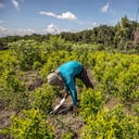 Cultivos de Coca.
Tibú. Catatumbo-Nortre de Santander Julio 20 de 2022.
Foto: Juan Carlos Sierra-Revista Semana.