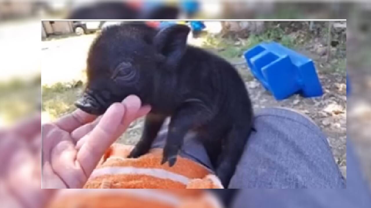 El minicerdo que la mujer había adquirido.