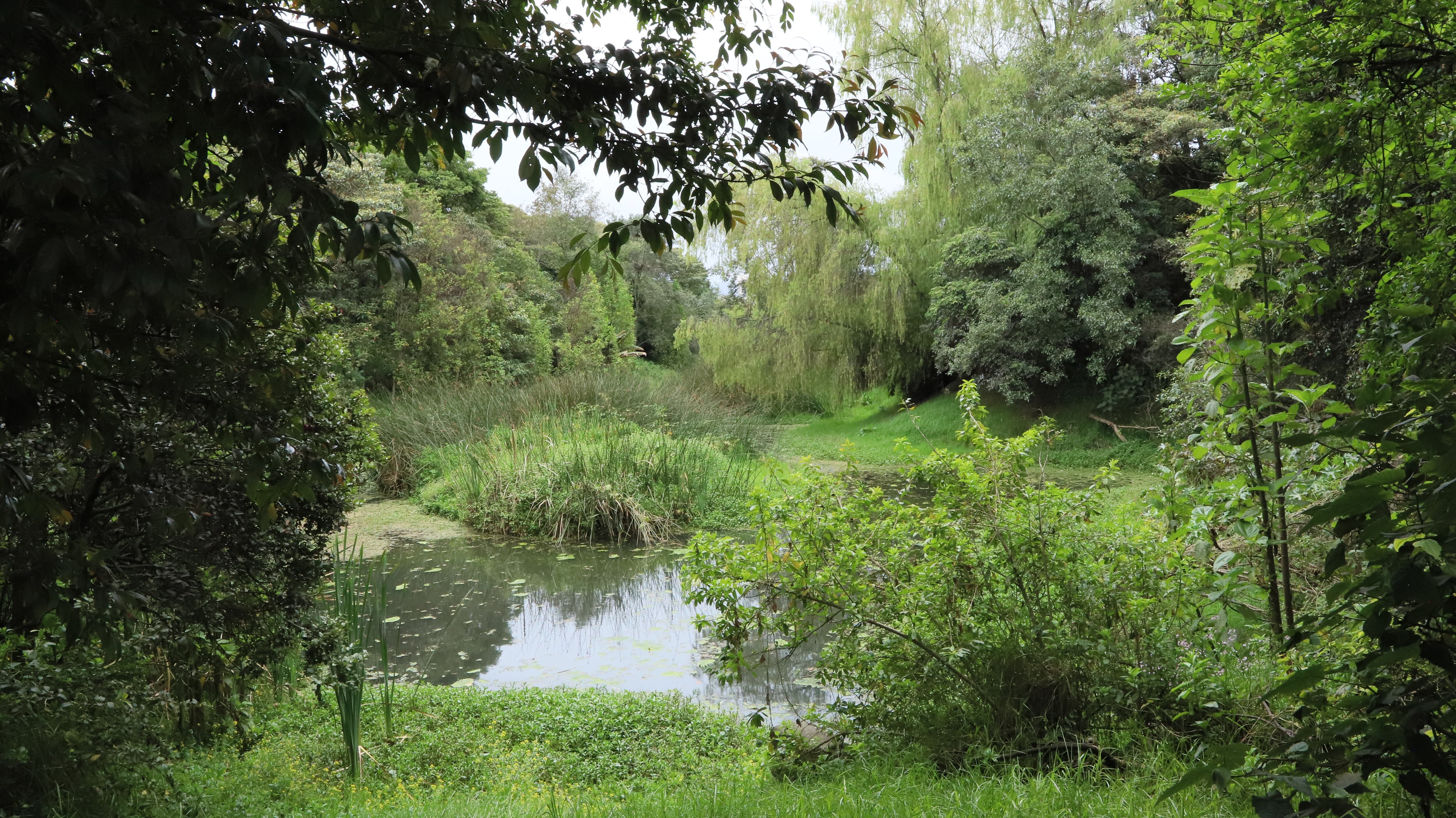 Los humedales son aliados clave para la vida en la ciudad. Funcionan como esponjas naturales.