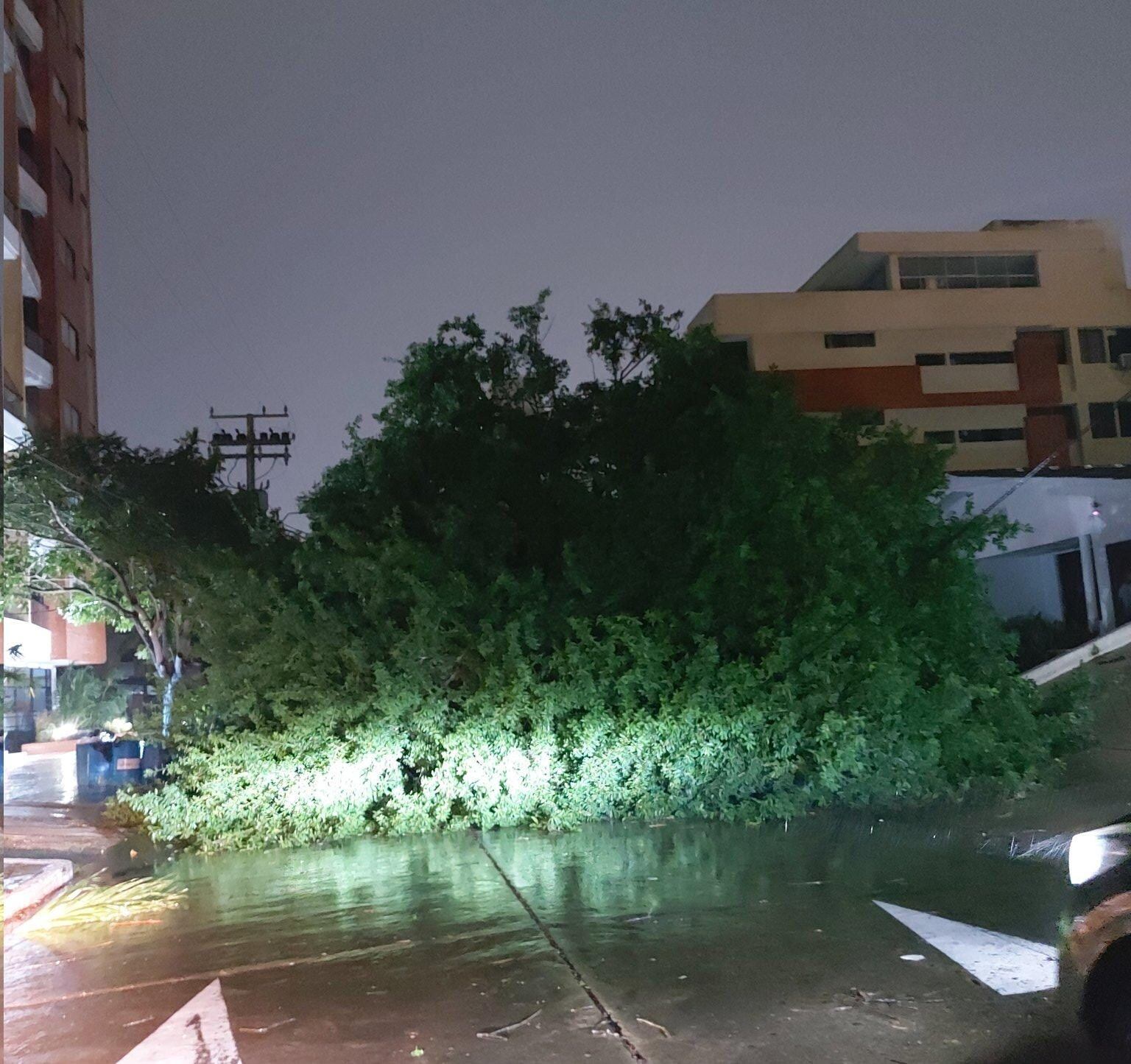 Árboles caídos en Barranquilla.