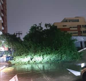 Árboles caídos en Barranquilla.