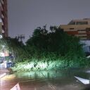 Árboles caídos en Barranquilla.