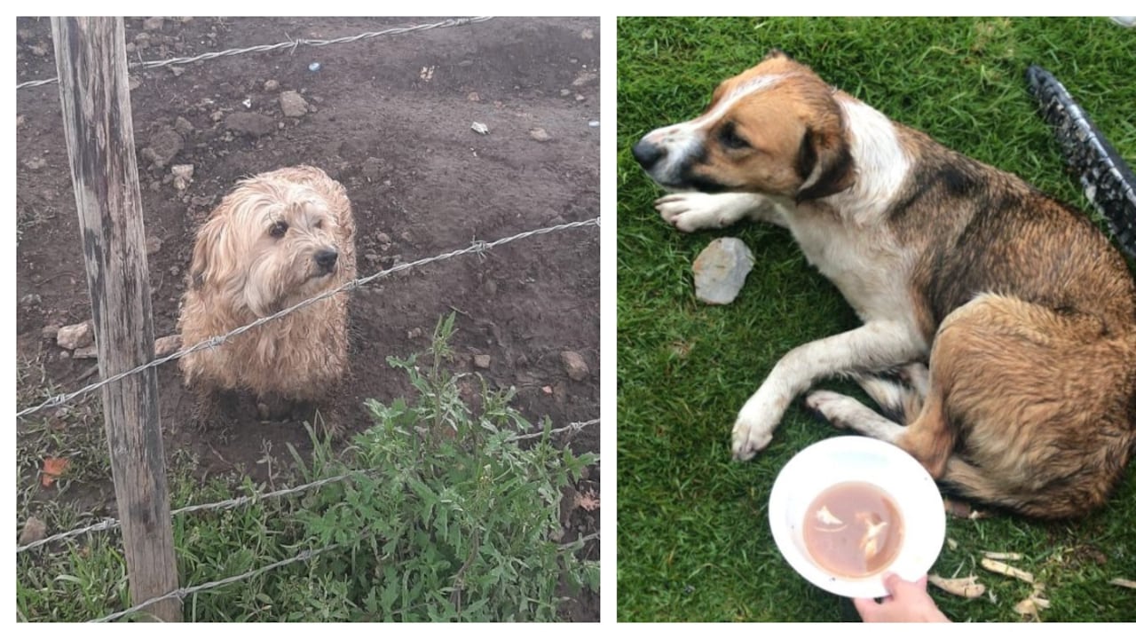 Perros víctimas de las protestas