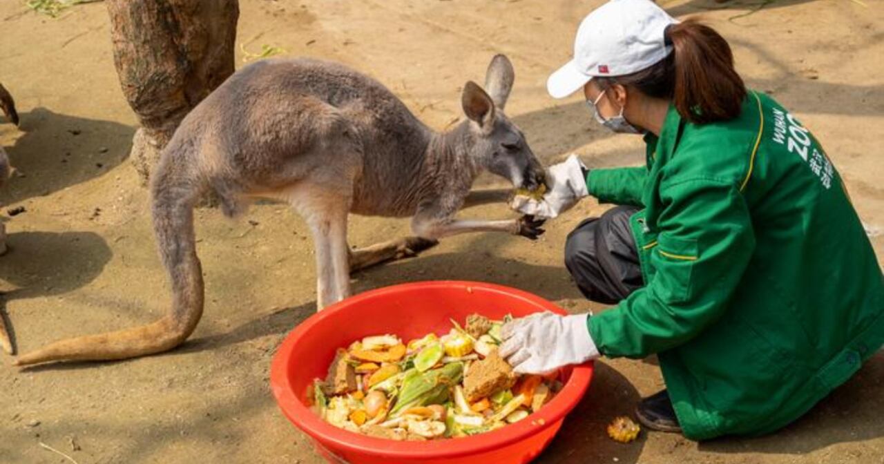 Canguro en cautiverio en Australia.