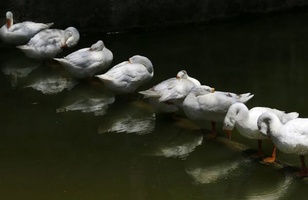 Estos gansos están durmiendo bajo la sombra de los árboles, para evitar las altas temperaturas del verano en Nueva Delhi, India. (AP)