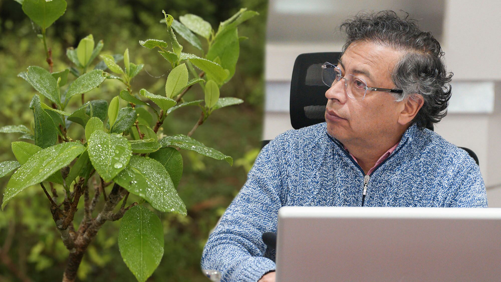 Concejo de ministros Gustavo Petro hoja Coca