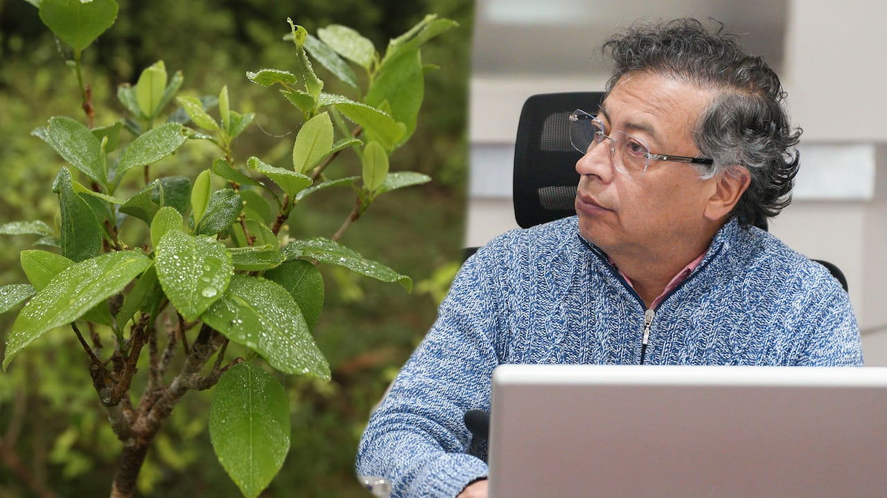 Concejo de ministros Gustavo Petro hoja Coca
